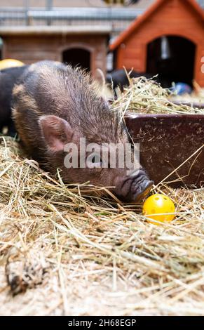 Ebstorf, Deutschland. November 2021. Auf dem Gelände des Gnadenhofs spielt ein kleines Ferkel im Stroh. In Ebstorf bei Uelzen gibt es ein Endziel für leidende Tiere. Rinder, Schafe, Hunde und Ziegen sind auf dem Hof in der Lüneburger Heide zu Hause. (To dpa 'Gnadenhof sucht Paten für 16 Ferkel') Quelle: Philipp Schulze/dpa/Alamy Live News Stockfoto