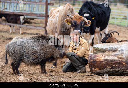 Ebstorf, Deutschland. November 2021. Sabine Bracker sitzt auf dem Gelände des Gnadenhofs zwischen einem Wildschwein (l), Kühen (M) und einer Ziege (r). In Ebstorf bei Uelzen gibt es ein Endziel für leidende Tiere. Rinder, Schafe, Hunde und Ziegen sind auf dem Hof in der Lüneburger Heide zu Hause. (To dpa 'Gnadenhof sucht Paten für 16 Ferkel') Quelle: Philipp Schulze/dpa/Alamy Live News Stockfoto