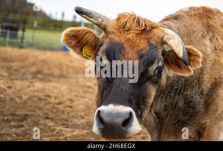 Ebstorf, Deutschland. November 2021. Auf dem Gelände des Gnadenhofs steht eine Kuh. In Ebstorf bei Uelzen gibt es ein Endziel für leidende Tiere. Rinder, Schafe, Hunde und Ziegen sind auf dem Hof in der Lüneburger Heide zu Hause. (To dpa 'Gnadenhof sucht Paten für 16 Ferkel') Quelle: Philipp Schulze/dpa/Alamy Live News Stockfoto