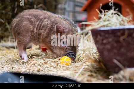 Ebstorf, Deutschland. November 2021. Auf dem Gelände des Gnadenhofs spielt ein kleines Ferkel im Stroh. In Ebstorf bei Uelzen gibt es ein Endziel für leidende Tiere. Rinder, Schafe, Hunde und Ziegen sind auf dem Hof in der Lüneburger Heide zu Hause. (To dpa 'Gnadenhof sucht Paten für 16 Ferkel') Quelle: Philipp Schulze/dpa/Alamy Live News Stockfoto