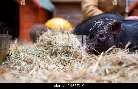 Ebstorf, Deutschland. November 2021. Auf dem Gelände des Gnadenhofs spielt ein kleines Ferkel im Stroh. In Ebstorf bei Uelzen gibt es ein Endziel für leidende Tiere. Rinder, Schafe, Hunde und Ziegen sind auf dem Hof in der Lüneburger Heide zu Hause. (To dpa 'Gnadenhof sucht Paten für 16 Ferkel') Quelle: Philipp Schulze/dpa/Alamy Live News Stockfoto