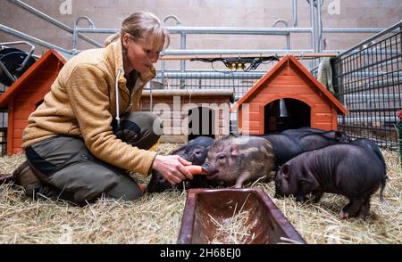 Ebstorf, Deutschland. November 2021. Sabine Bracker füttert Mini-Ferkel auf dem Gelände des Gnadenhofs. In Ebstorf bei Uelzen gibt es ein Endziel für leidende Tiere. Rinder, Schafe, Hunde und Ziegen sind auf dem Hof in der Lüneburger Heide zu Hause. (To dpa 'Gnadenhof sucht Paten für 16 Ferkel') Quelle: Philipp Schulze/dpa/Alamy Live News Stockfoto