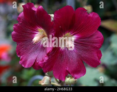 Dunkelrote Blüten mit dem Namen Alcea rosea oder gemeiner Hollyhock mit verschwommenem Hintergrund Stockfoto