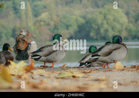 Eine Schar Stockenten und eine einzige ägyptische Gans, die im Herbst in der Nähe des Sees in einem Park stand Stockfoto