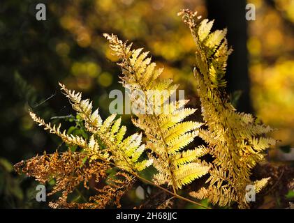 Backlit Common, Bracken Wedden (Pteridium aquilinum), beleuchtet von Golden Autumnal Light, North Pennines, Teesdale, County Durham, Großbritannien Stockfoto