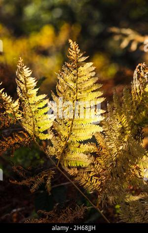 Backlit Common, Bracken Wedden (Pteridium aquilinum), beleuchtet von Golden Autumnal Light, North Pennines, Teesdale, County Durham, Großbritannien Stockfoto