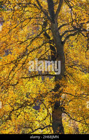 Buche (Fagus sylvatica), beleuchtet von Golden Autumnal Light, North Pennines, Teesdale, County Durham, Großbritannien Stockfoto