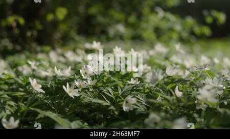 Aufnahme von Eichenanemone Nahaufnahme, breites Foto Stockfoto