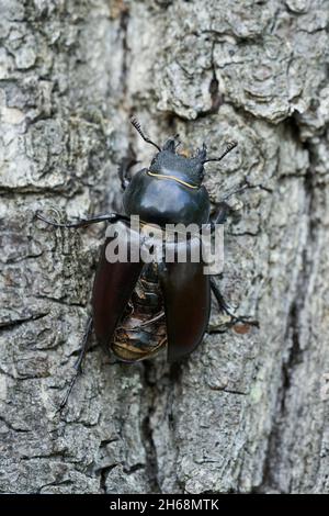 Wildlife Makro Foto von weiblichen Hirschkäfer Stockfoto