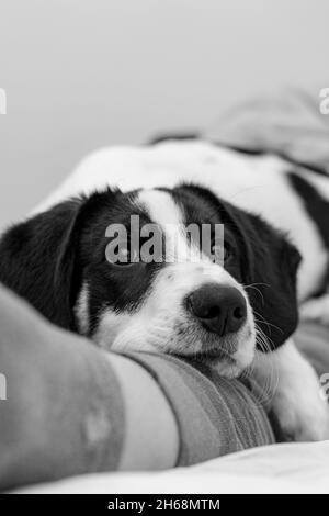 Traurig Puppy Look Schwarz Weiß Border Collie Augen Doggy Im Innen Stockfoto