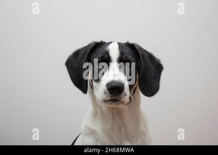 Traurig Puppy Look Schwarz Weiß Border Collie Augen Doggy Im Innen Stockfoto