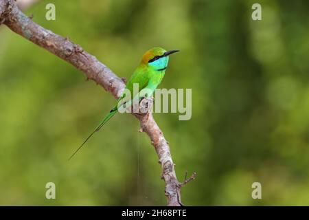 Ein erwachsener grüner Bienenfresser oder kleiner grüner Bienenfresser (Merops orientalis), der auf einem offenen Zweig in Sri Lanka thront Stockfoto