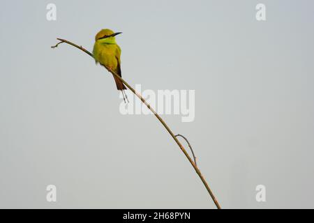 Ein ausgewachsener grüner Bienenfresser oder kleiner grüner Bienenfresser (Merops orientalis) auf einem offenen Barsch in Goa, Indien Stockfoto