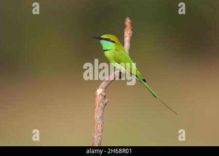 Ein ausgewachsener grüner Bienenfresser oder kleiner grüner Bienenfresser (Merops orientalis) auf einem offenen Barsch in Goa, Indien Stockfoto