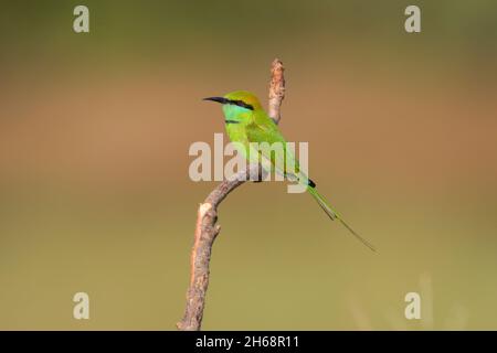 Ein ausgewachsener grüner Bienenfresser oder kleiner grüner Bienenfresser (Merops orientalis) auf einem offenen Barsch in Goa, Indien Stockfoto