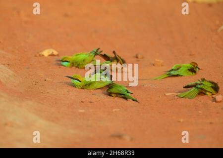 Eine Gruppe von asiatischen grünen Bienenfressern oder kleinen grünen Bienenfressern (Merops orientalis), die auf einem Pfad durch den Bandhavgarh-Nationalpark in Indien baden Stockfoto