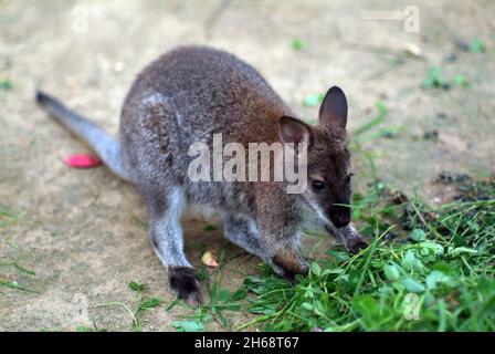 Im Sommer frisst Känguru im Zoo Gras Stockfoto