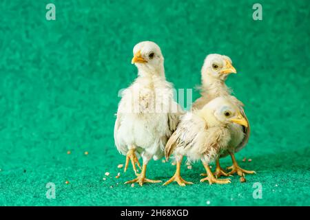 Die gelben Serama Küken auf einem Kunstrasen Hintergrund. Stockfoto