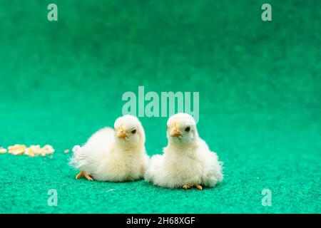 Die gelben Serama Küken auf einem Kunstrasen Hintergrund. Stockfoto