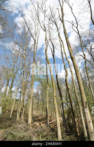 Trockene, teilweise tote Bäume im Bückeberg Stockfoto