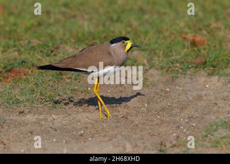 Ein erwachsener Gelbwattkiebitz (Vanellus malabaricus) in einem typischen trockenen Grasland-Habitat im Yala-Nationalpark, Sri Lanka Stockfoto