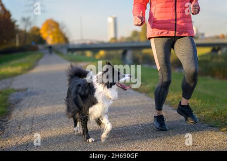 Happy Border Collie geht mit seiner Besitzerin im Abendlicht auf einem ländlichen Wanderweg in einer Nahaufnahme aus der unteren Perspektive auf einen Lauf Stockfoto