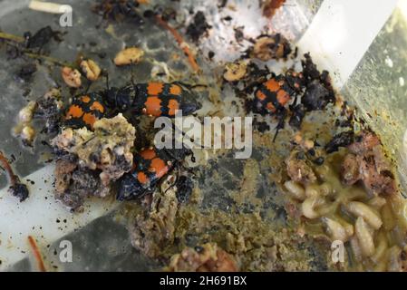 Aaskäfer Nicrophorus vergraben in verfaultem Fleischkadaver Stockfoto