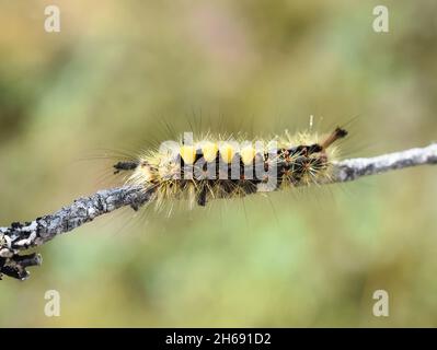 Orgyia antiqua Rosty tussock Motte Raupe auf einem Stock Stockfoto