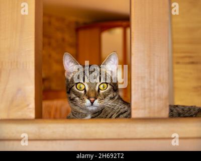 Auf der Treppe liegt eine heimische, gestromte Katze mit gelben Augen und schaut mich an, in die Kamera Stockfoto