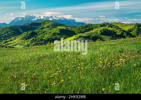 Gelbe Elendelionen auf der Wiese und spektakuläre schneebedeckte Berge im Hintergrund, Holbav, Tramsilvanien, Rumänien, Europa Stockfoto