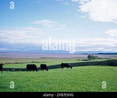 Viehweiden auf Feldern neben dem Solway Firth bei Drumburn Die Lake District Fells am fernen englischen Ufer Dumfries und Galloway Schottland Stockfoto