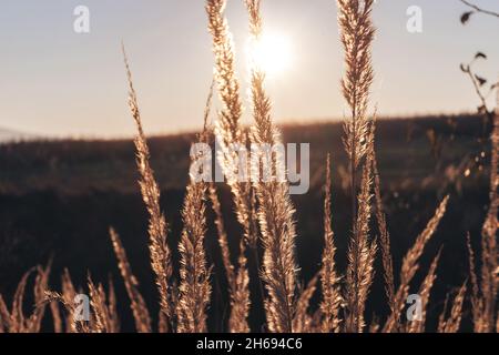 Foto der trockenen Blume Arctium láppa, große Klette. Nahaufnahme einer trockenen Blume bei Sonnenuntergang. Trockenes Blütenblätterwerk Stockfoto