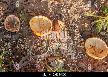 Eine Orange schält sich und Reis, um Ameisen daran zu hindern, Pflanzen im Garten zu töten Stockfoto