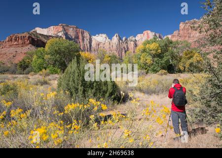 Zion National Park, Utah, USA. Fotograf schießt Blick auf die Towers of the Virgin über bunte Wüstenpinsel neben dem Pa'rus Trail, Herbst. Stockfoto