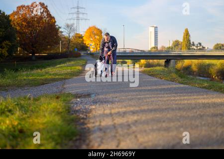 Mann beugte sich nach unten, um das Halsband zu überprüfen und führte auf seinen Hund Border Collie, während die beiden sich darauf vorbereiten, gemeinsam auf einem ländlichen Wanderweg zu joggen Stockfoto