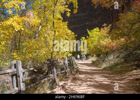 Zion National Park, Utah, USA. Drei Wanderer, die ihren Weg entlang Riverside machen, wandern im Herbst unter goldenen Baumwollbäumen im Tempel von Sinawava. Stockfoto