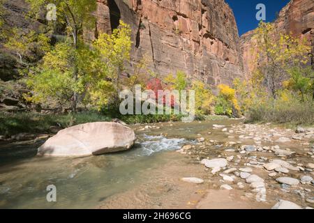 Zion National Park, Utah, USA. Blick entlang des felsigen Virgin River zu den hoch aufragenden Sandsteinklippen des Tempels von Sinawava im Herbst. Stockfoto