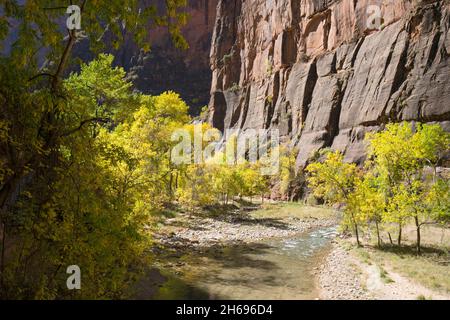 Zion National Park, Utah, USA. Blick entlang des Virgin River auf die hoch aufragenden Sandsteinklippen des Tempels von Sinawava im Herbst. Stockfoto