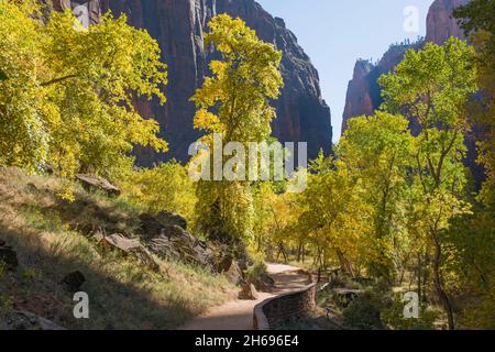 Zion National Park, Utah, USA. Blick auf den Riverside Walk zu den hoch aufragenden Sandsteinklippen des Tempels von Sinawava im Herbst. Stockfoto