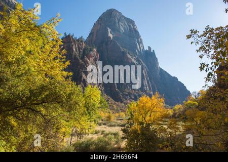 Zion National Park, Utah, USA. Blick entlang des bewaldeten Bodens des Zion Canyon auf die majestätische Nordwand des Großen Weißen Throns im Herbst. Stockfoto