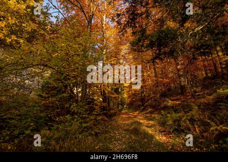 Die Herbstsonne scheint warm durch die Baumkronen der Buchen mit goldenem Laub. Stockfoto