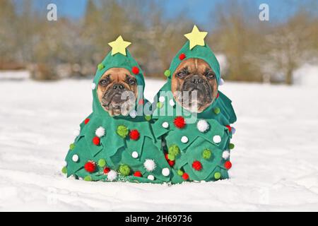 Ein Paar französische Bulldoggen in Weihnachtsbaum-Kostümen mit Kugeln und Sternen, die im Schnee sitzen Stockfoto