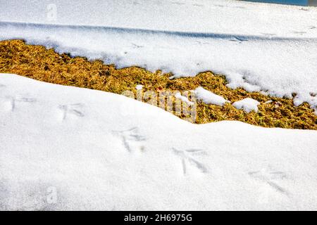 Spuren im Schnee. War das ein Vogel, vielleicht ein Dinosaurier in kleinen oder ... Stockfoto