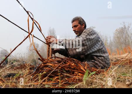 Ganderbal, Jammu und Kaschmir, Indien. November 2021. Ein Kashmiri-Dorfbewohner schält die Abdeckung von Korbstäben im Dorf Shallabugh des Bezirks Ganderbal ungefähr 22 km von Srinagar, am 14. November 2021. Quelle: Adil Abbas/ZUMA Wire/Alamy Live News Stockfoto