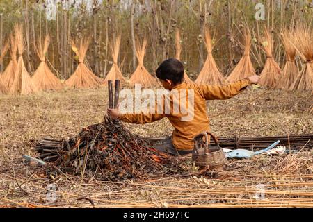 Ganderbal, Jammu und Kaschmir, Indien. November 2021. Ein Kashmiri-Kind schält die Abdeckung der Korbstäbchen im Dorf Shallabugh des Bezirks Ganderbal ungefähr 22 km von Srinagar, am 14. November 2021. Quelle: Adil Abbas/ZUMA Wire/Alamy Live News Stockfoto