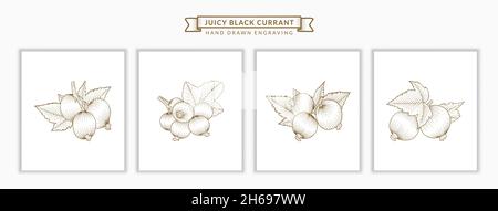 Set von Juicy Black Currant Zweig und Blätter handgezeichnete Gravur Stil botanische Illustration Stock Vektor