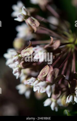 Melkweed Blume Cluster Stockfoto