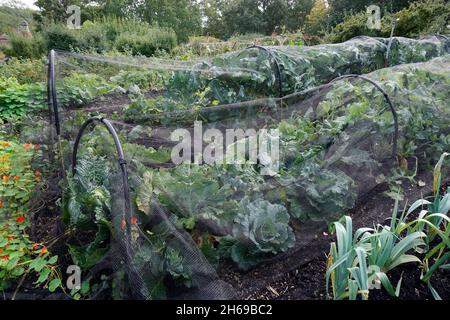 Gartenprodukte in schützenden hausgemachten Netzabdeckungen Stockfoto