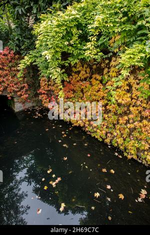 Zierteich auf dem hinteren Gelände der Christ Church, einer der konstituierenden Hochschulen der Oxford University Stockfoto