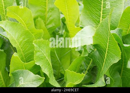 Grüne Meerrettichblätter (Armoracia rusticana) in Sonnenstrahlen. Makrofoto im Gartenkonzept Stockfoto